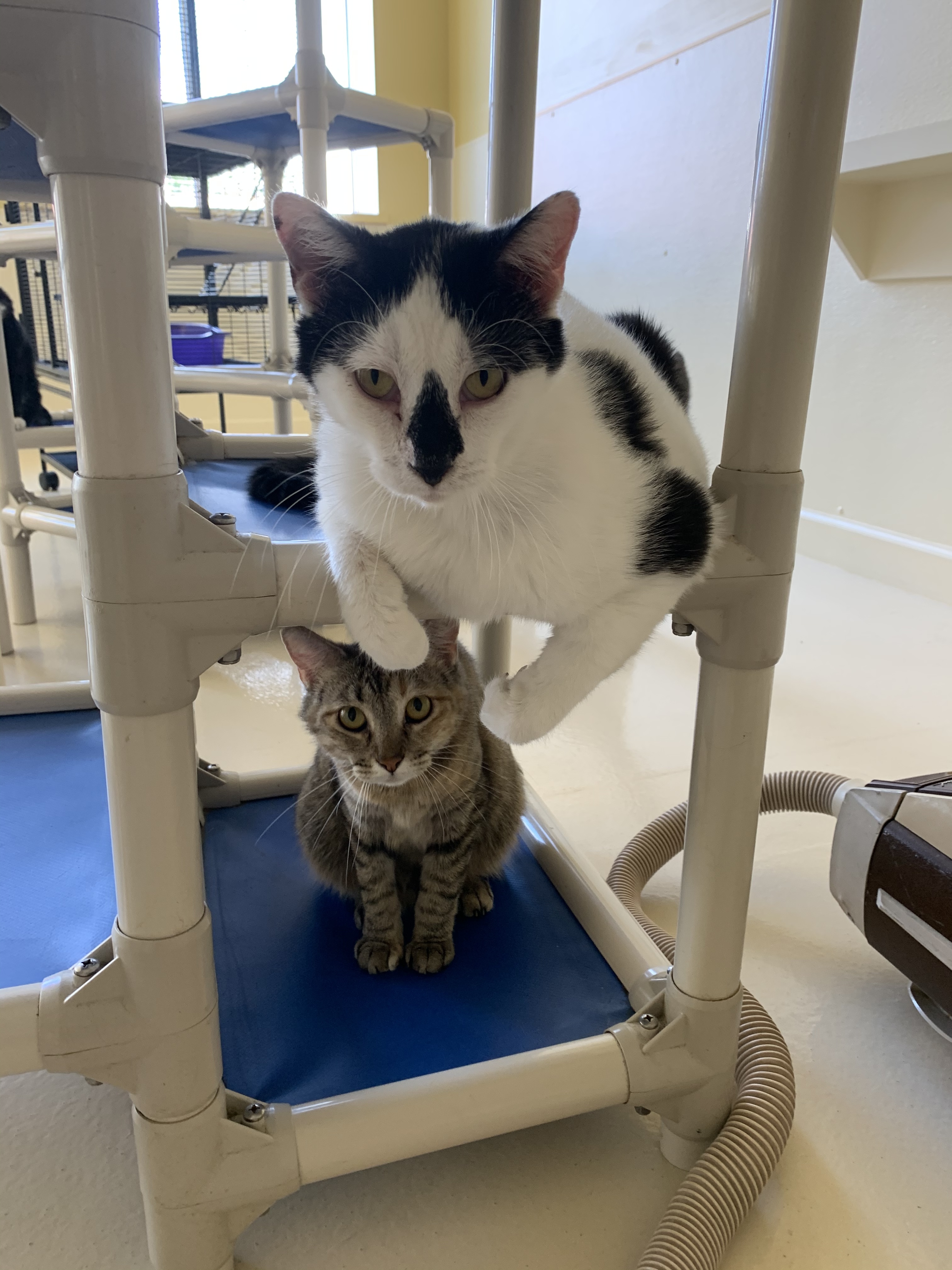 Max, a Adoptable mixed breed in Keokuk, IA image 6/12
