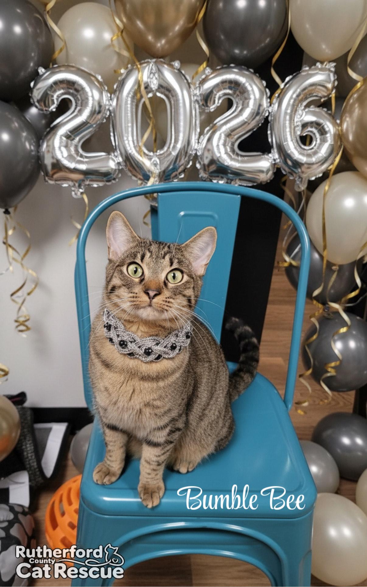 Bumble Bee, Adoptable, Young Male Domestic Short Hair.