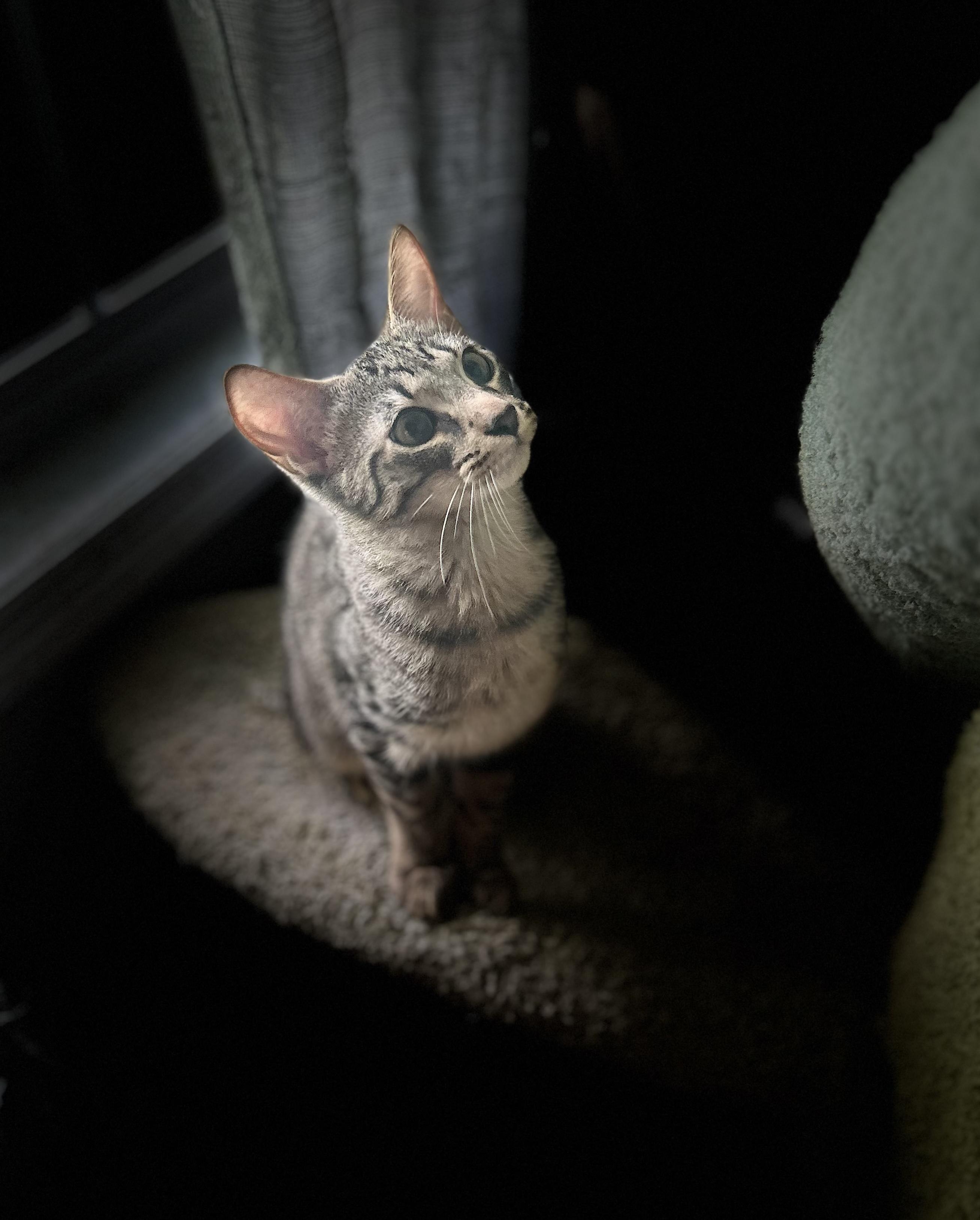 Bumble Bee, a Adoptable Domestic Short Hair in Murfreesboro, TN image 5/5