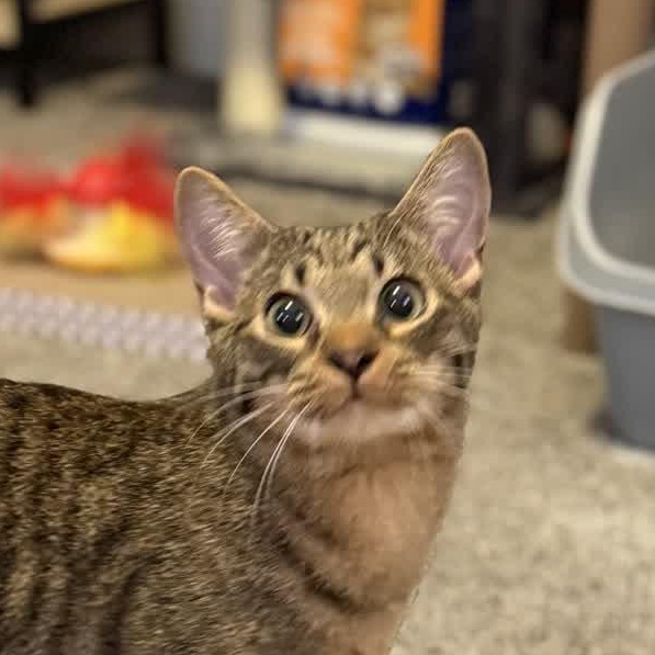 Bumble Bee, a Adoptable Domestic Short Hair in Murfreesboro, TN image 2/5