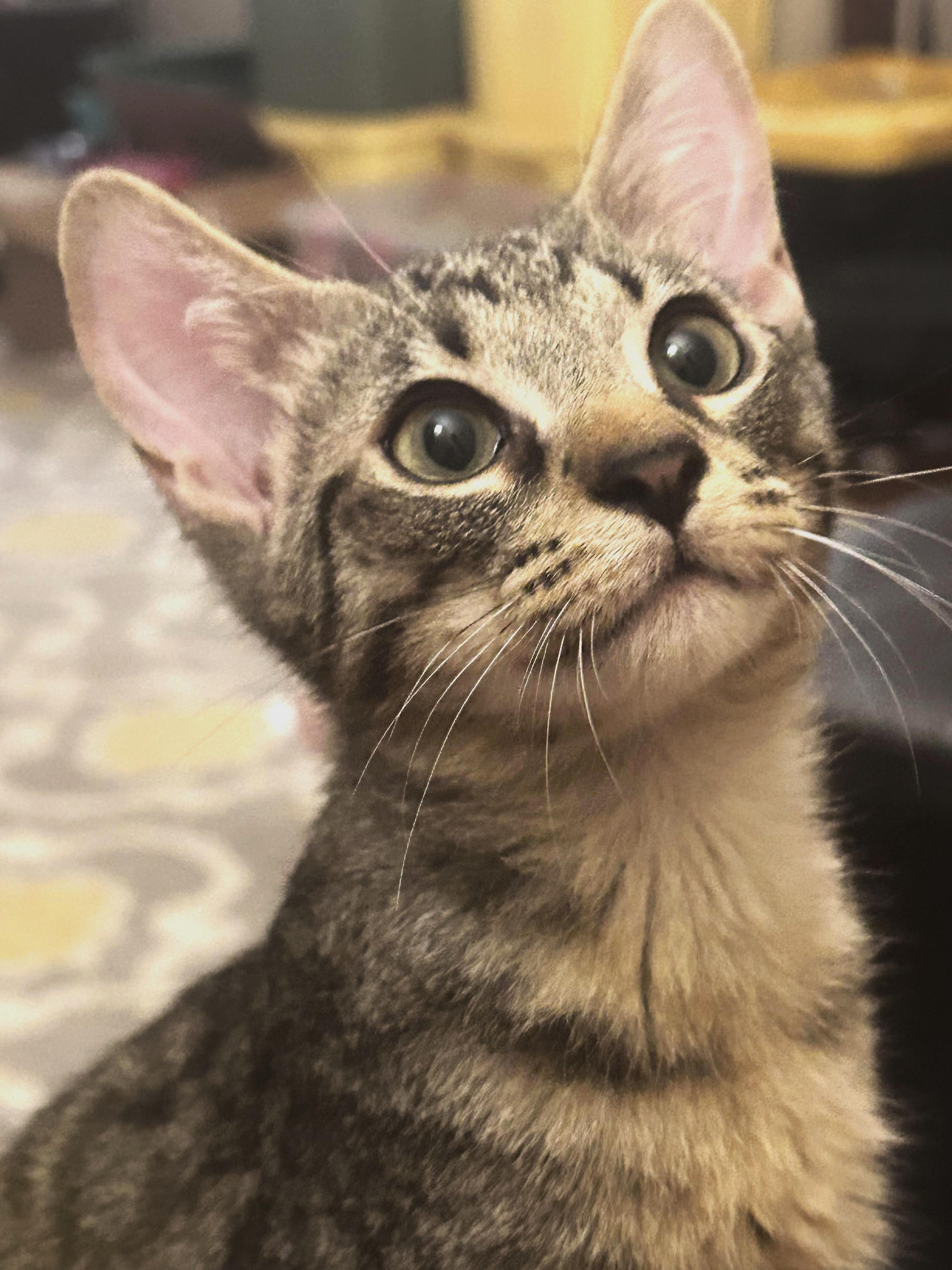 Bumble Bee, a Adoptable Domestic Short Hair in Murfreesboro, TN image 1/5