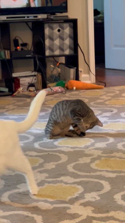 Enlarge Bumble Bee, a Adoptable Domestic Short Hair in Murfreesboro, TN video 4/5