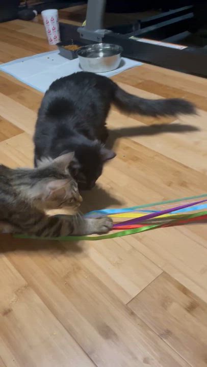 Enlarge Bumble Bee, a Adoptable Domestic Short Hair in Murfreesboro, TN video 3/5