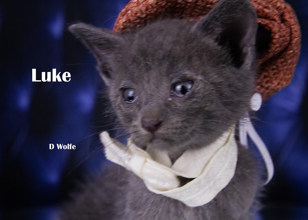 Luke, Adopted, Kitten Male Domestic Short Hair.