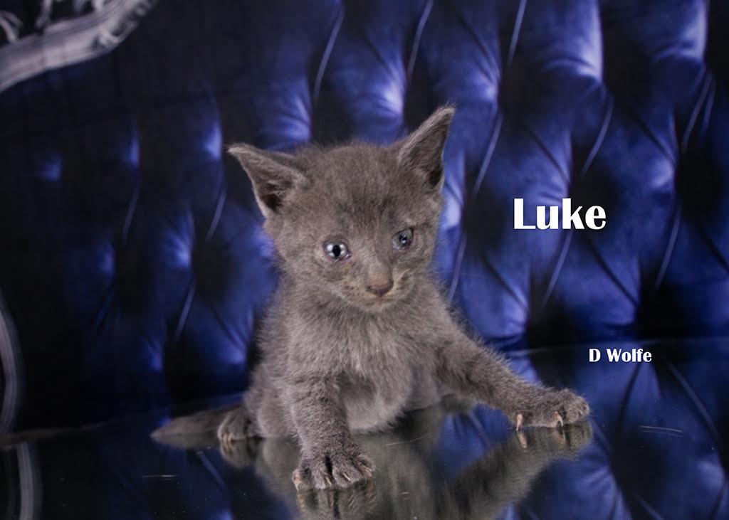 Enlarge Luke, a Adopted Domestic Short Hair in York, NE image 2/2