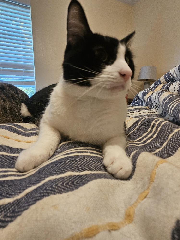 Enlarge Tux, a Adoptable Domestic Short Hair in San Leon, TX image 1/4