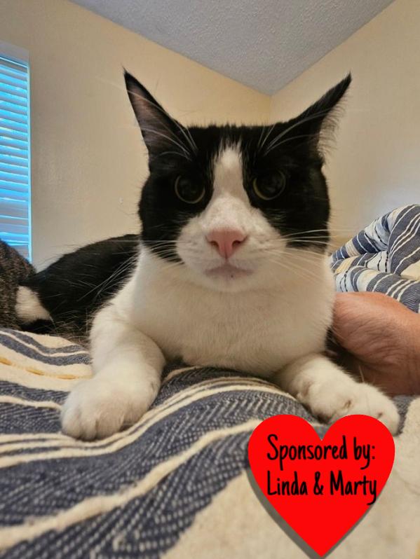 Enlarge Tux, a Adoptable Domestic Short Hair in San Leon, TX image 2/4