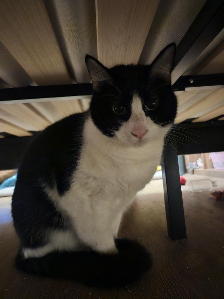 Enlarge Tux, a Adoptable Domestic Short Hair in San Leon, TX image 3/4