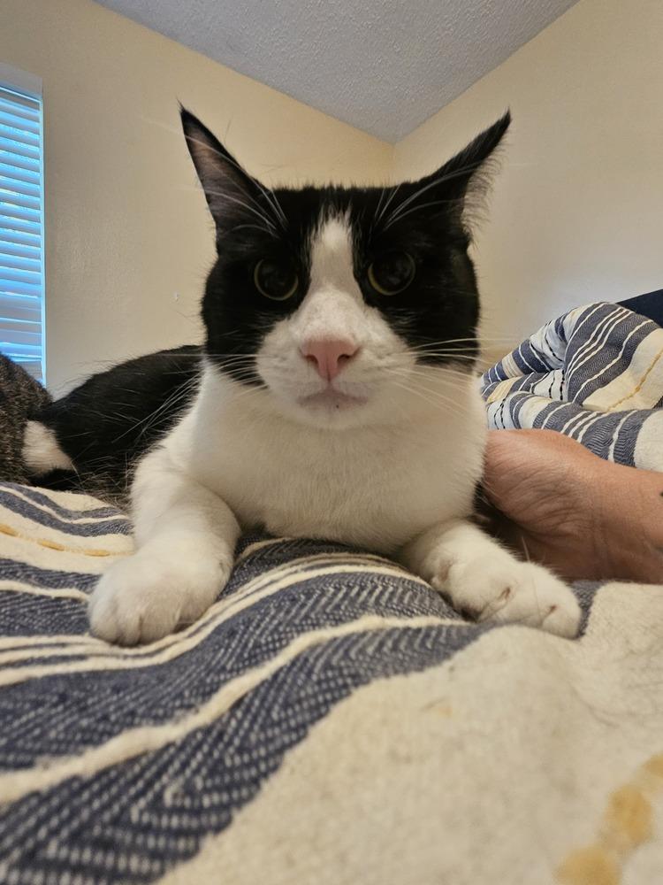 Enlarge Tux, a Adoptable Domestic Short Hair in San Leon, TX image 4/4
