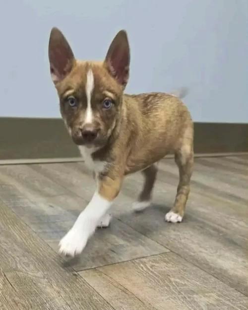 Stein, Adoptable, Puppy Male Rottweiler & Siberian Husky.