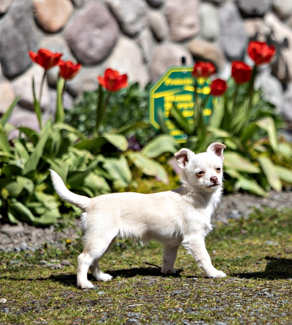 Enlarge OPAL - BR, an adopted mixed breed in Burlington, WA image 3/6
