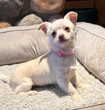OPAL - BR, adopted, Puppy Female Wirehaired Terrier & Chihuahua.