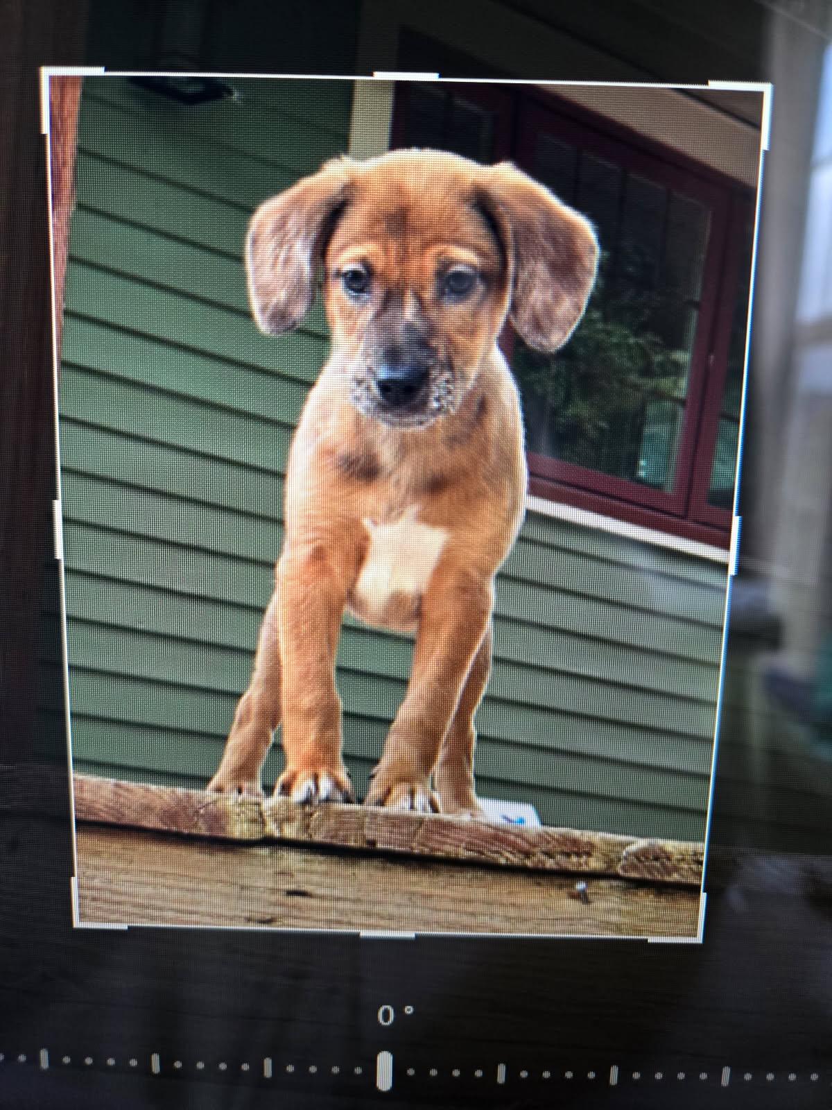 Loretta, an adopted mixed breed in Cicero, IN image 2/3