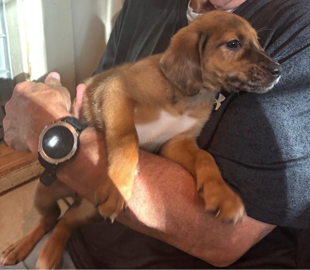 Loretta, an adopted mixed breed in Cicero, IN image 3/3