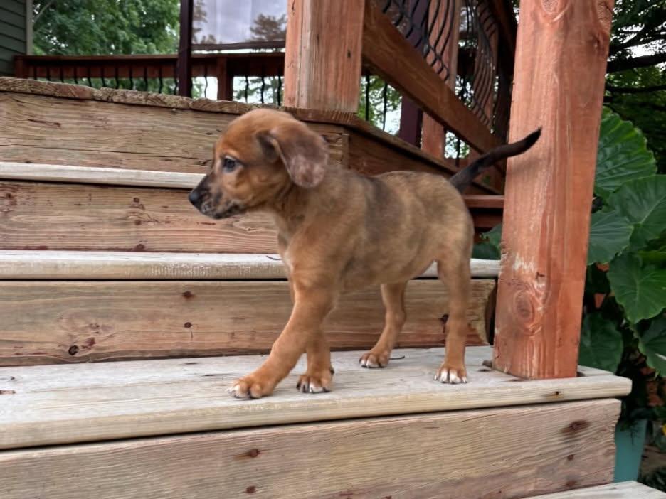 Loretta, adopted, Puppy Female Catahoula Leopard Dog & Australian Cattle Dog / Blue Heeler.