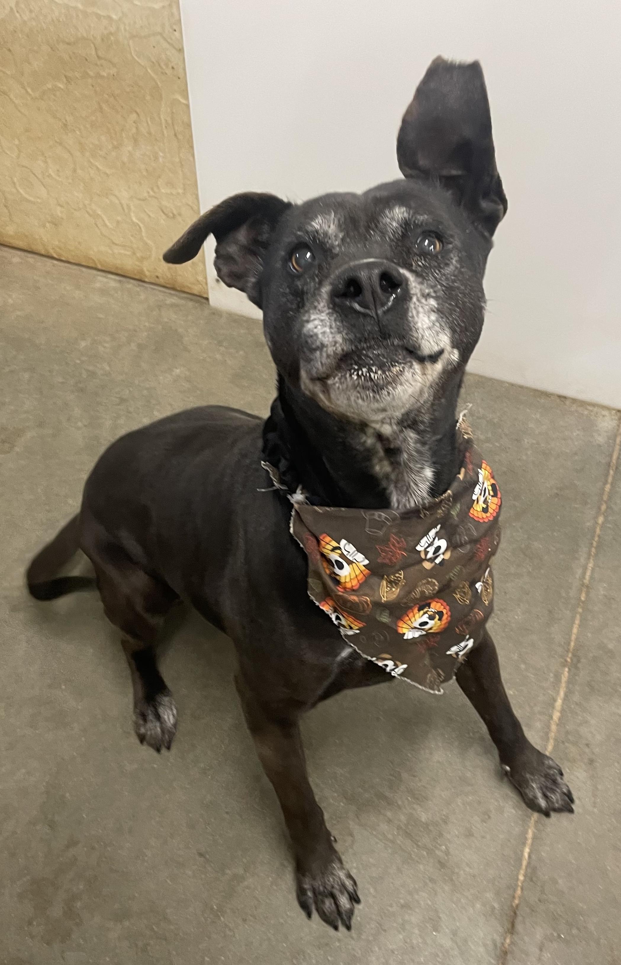 Babe, a Adoptable Mixed Breed in Auburn, NE image 2/4