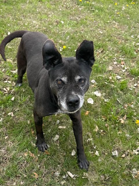 Babe, a Adoptable Mixed Breed in Auburn, NE image 4/4