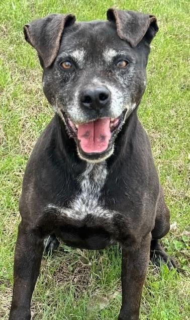 Babe, a Adoptable Mixed Breed in Auburn, NE image 3/4