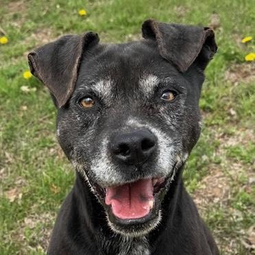 Babe, a Adoptable Mixed Breed in Auburn, NE image 1/4