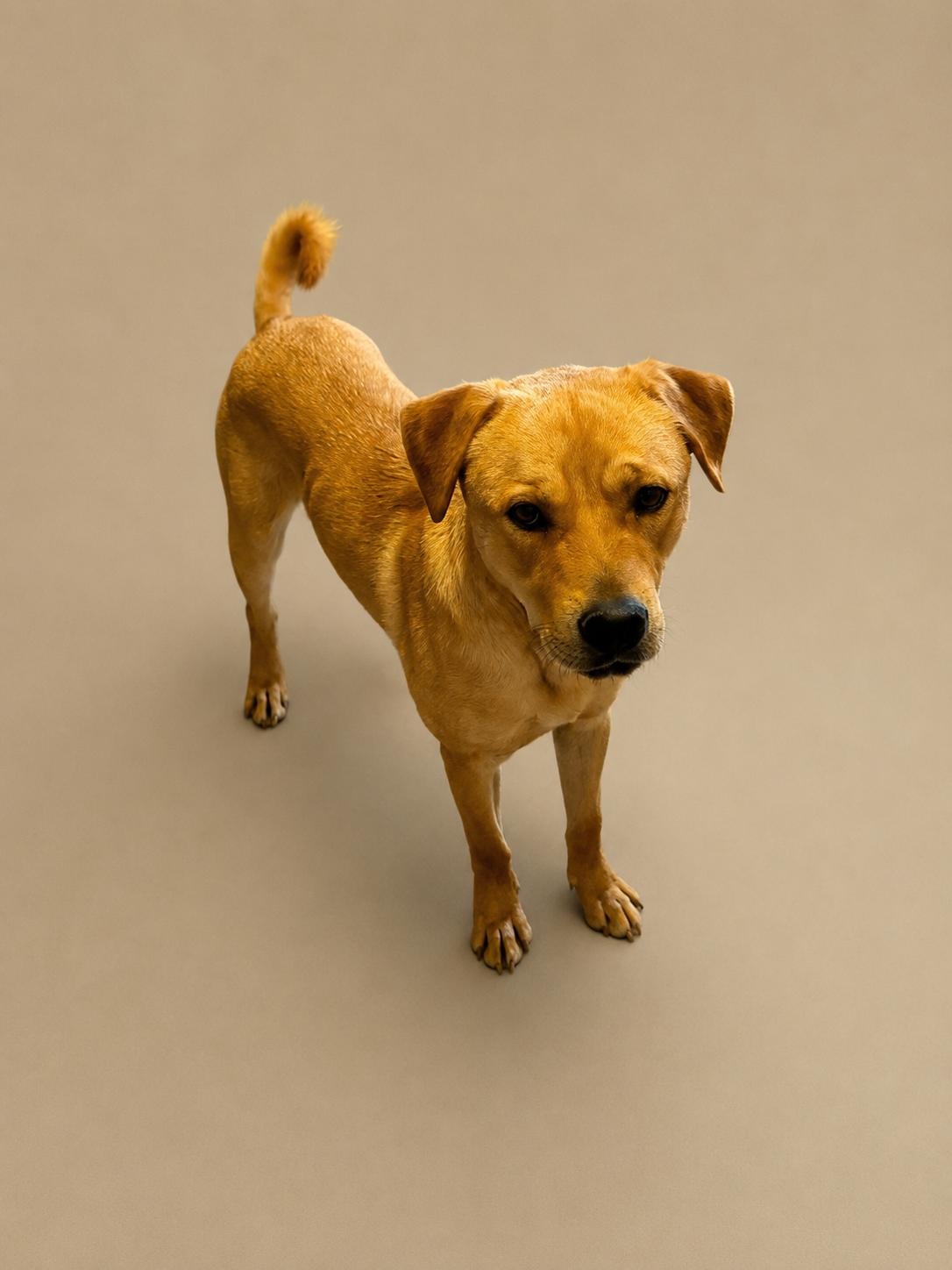 Boomer, ADOPTABLE, Adult Male Mixed Breed.