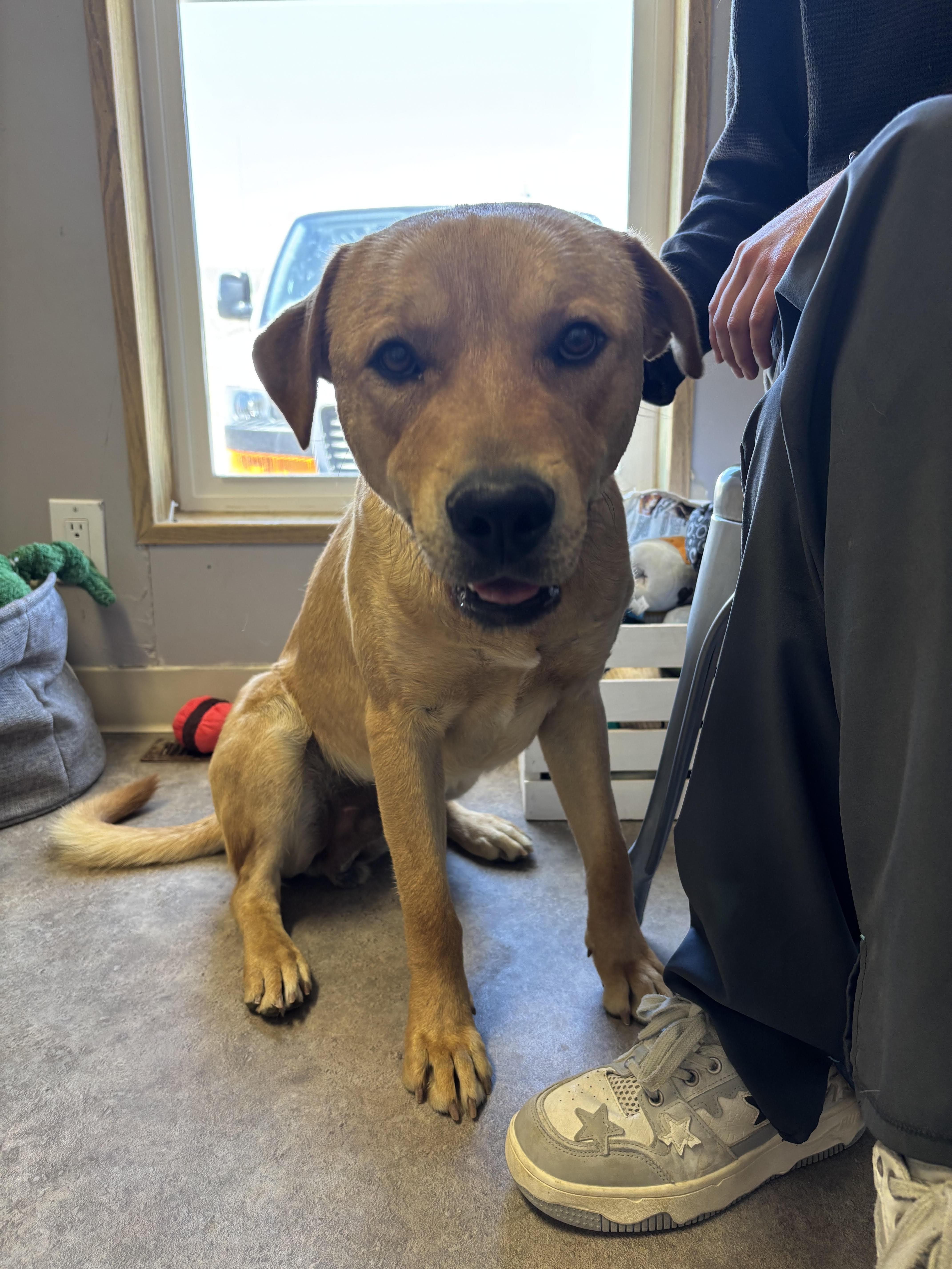Boomer, a ADOPTABLE Mixed Breed in Rock Springs, WY image 2/3