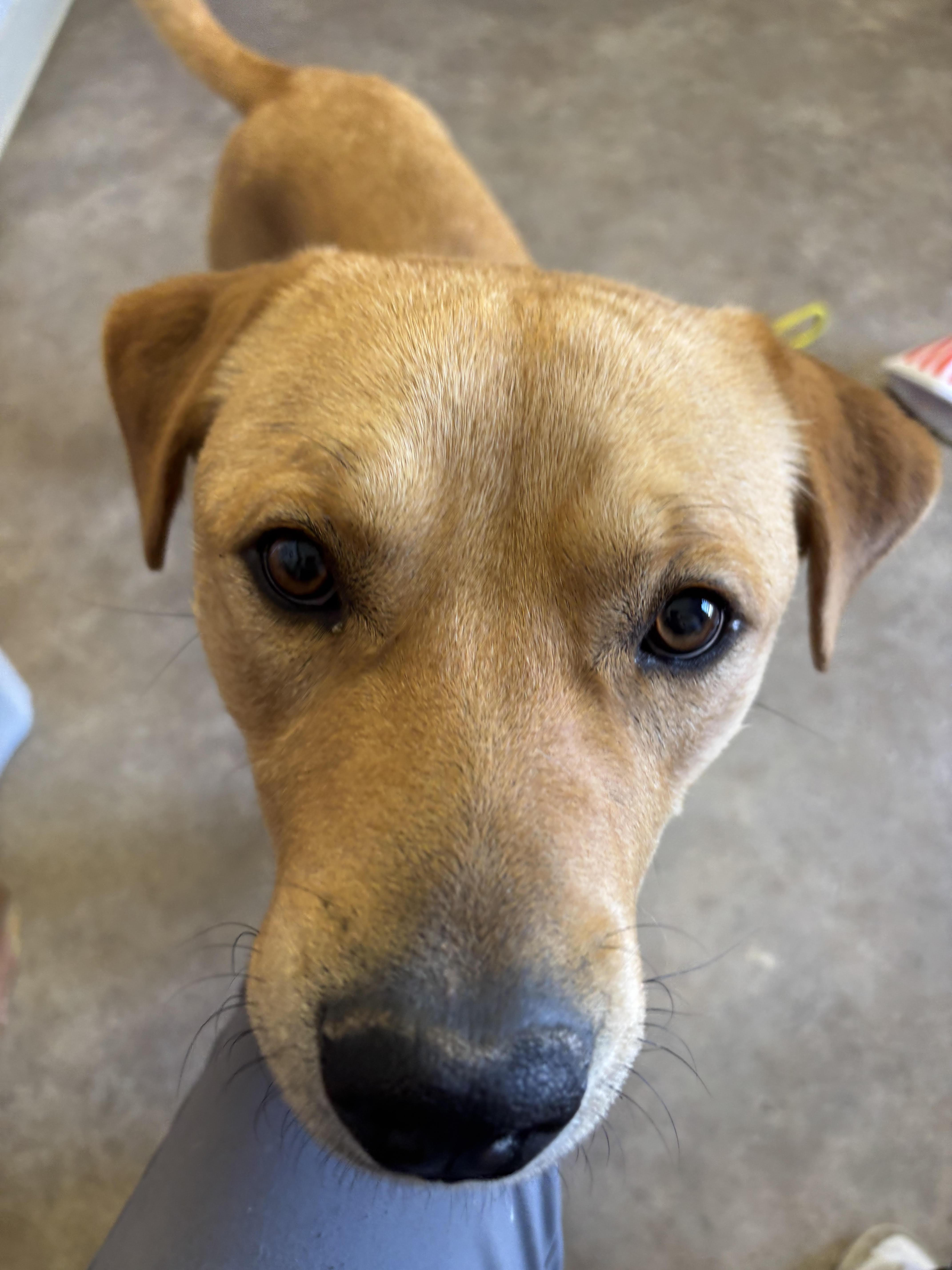 Boomer, a ADOPTABLE Mixed Breed in Rock Springs, WY image 3/3