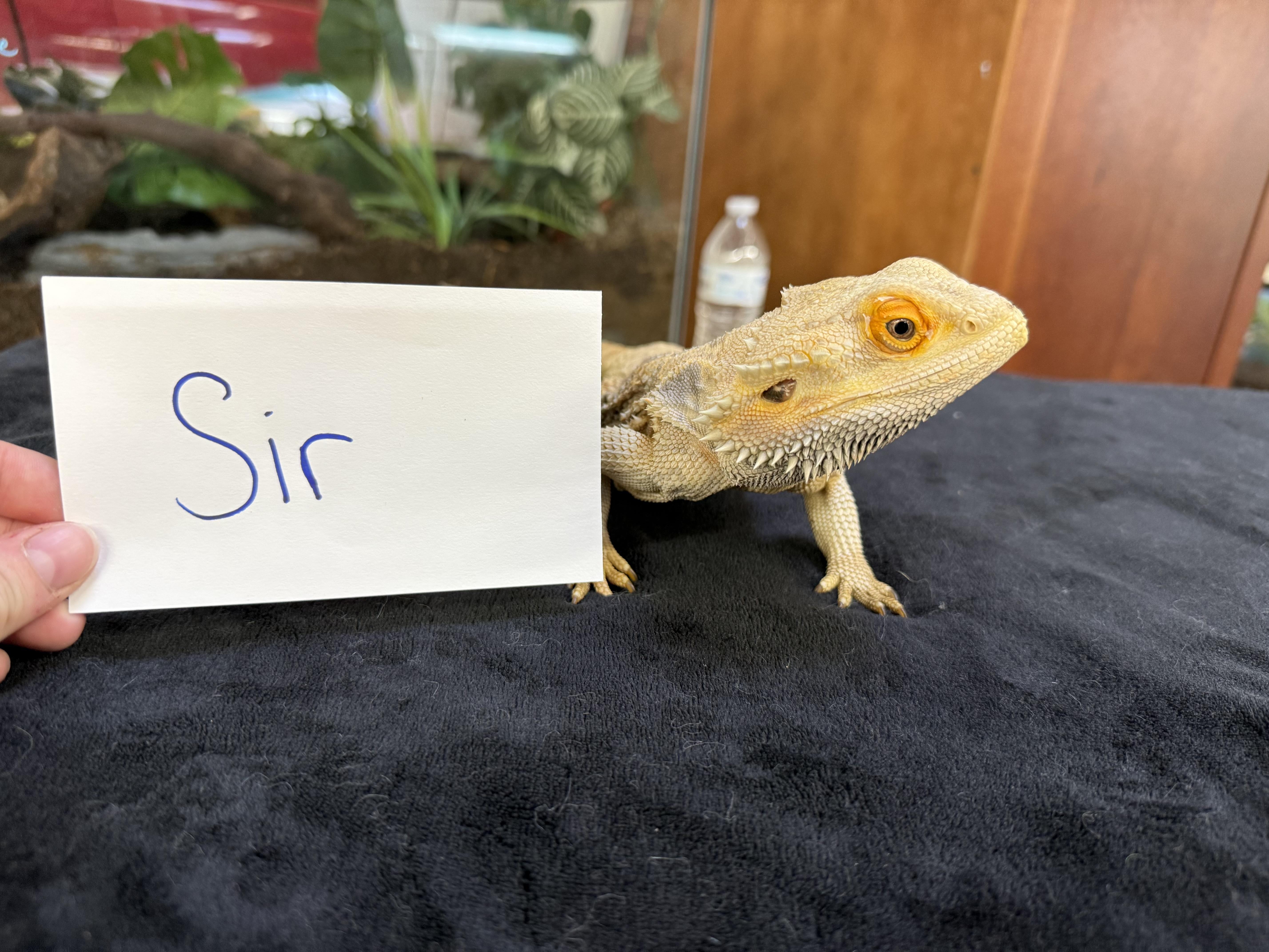 Sir