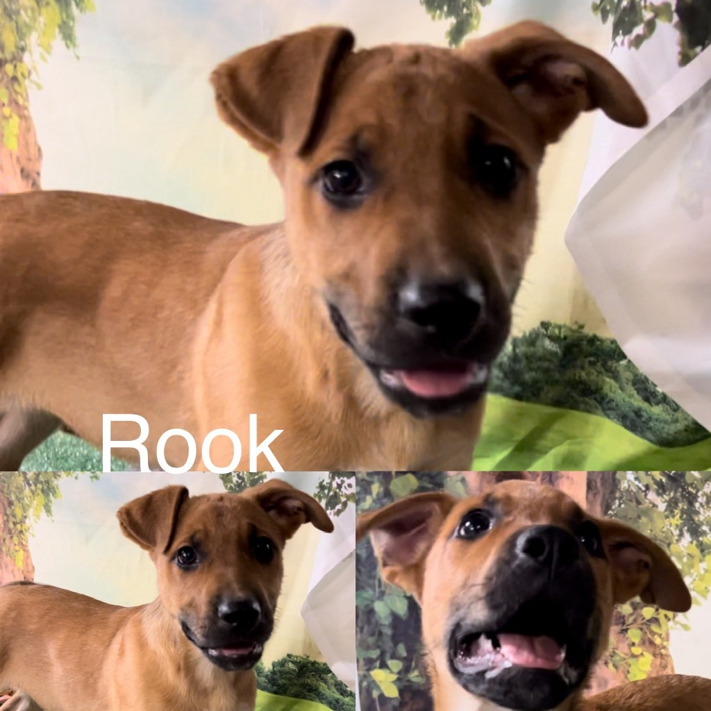 Rook, Adoptable, Young Male German Shepherd Dog.