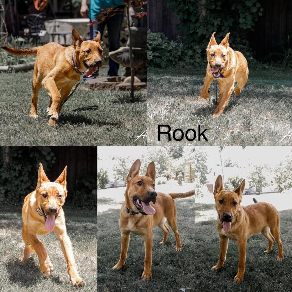Rook, Adoptable, Adult Male German Shepherd Dog.