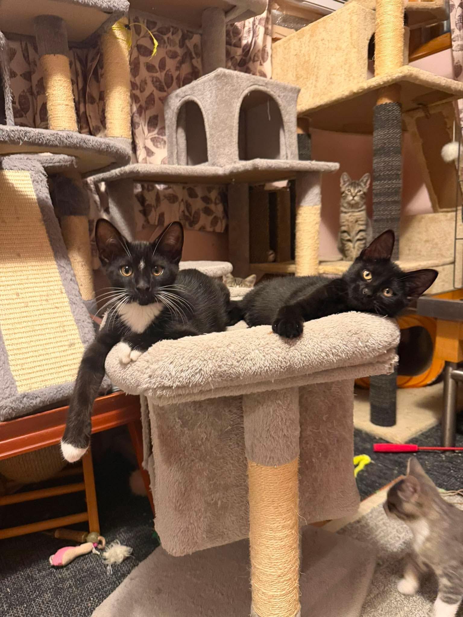 Margarita, a ADOPTABLE Domestic Short Hair in Lansing, MI image 2/2