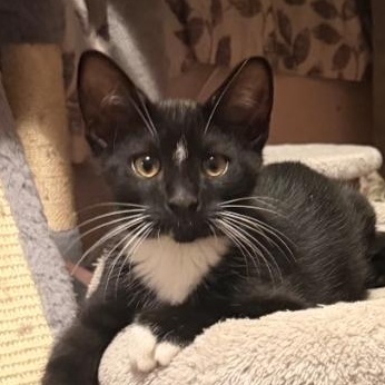 Margarita, a ADOPTABLE Domestic Short Hair in Lansing, MI image 1/2