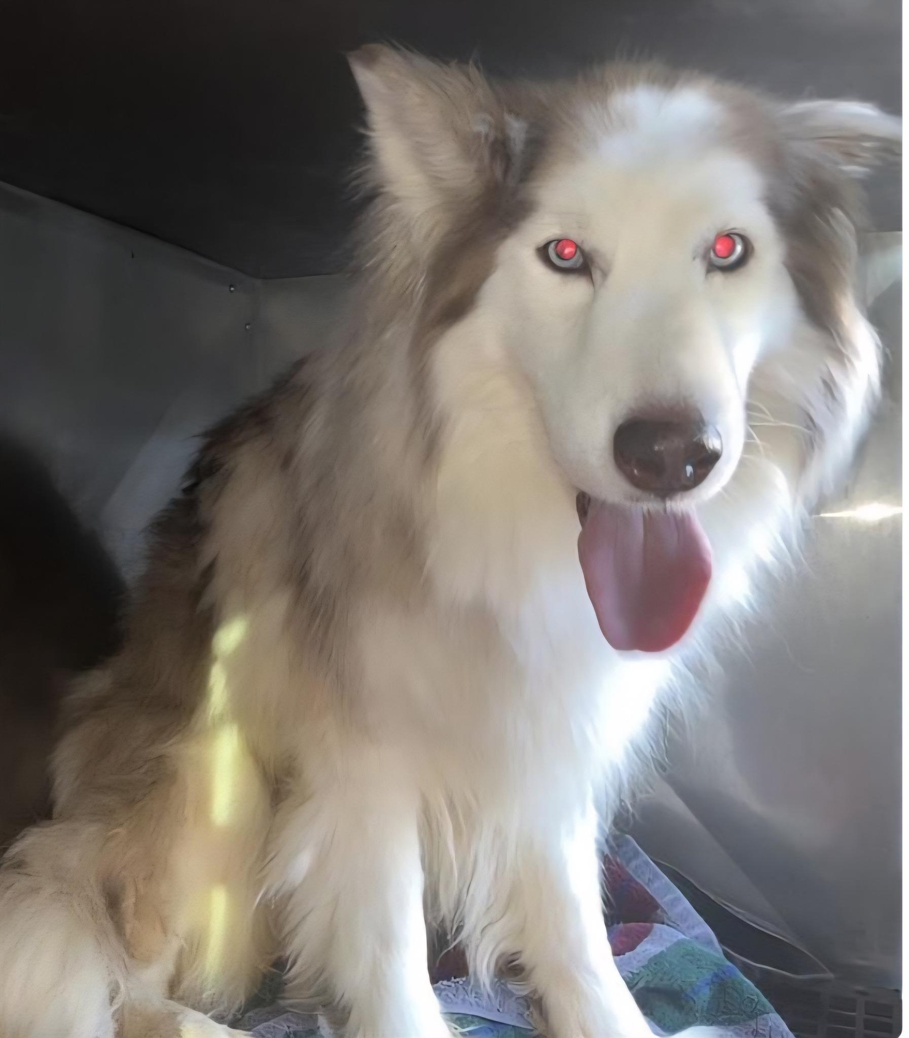 Enlarge Ginger, a Adoptable Siberian Husky in Lakeland, FL image 2/4