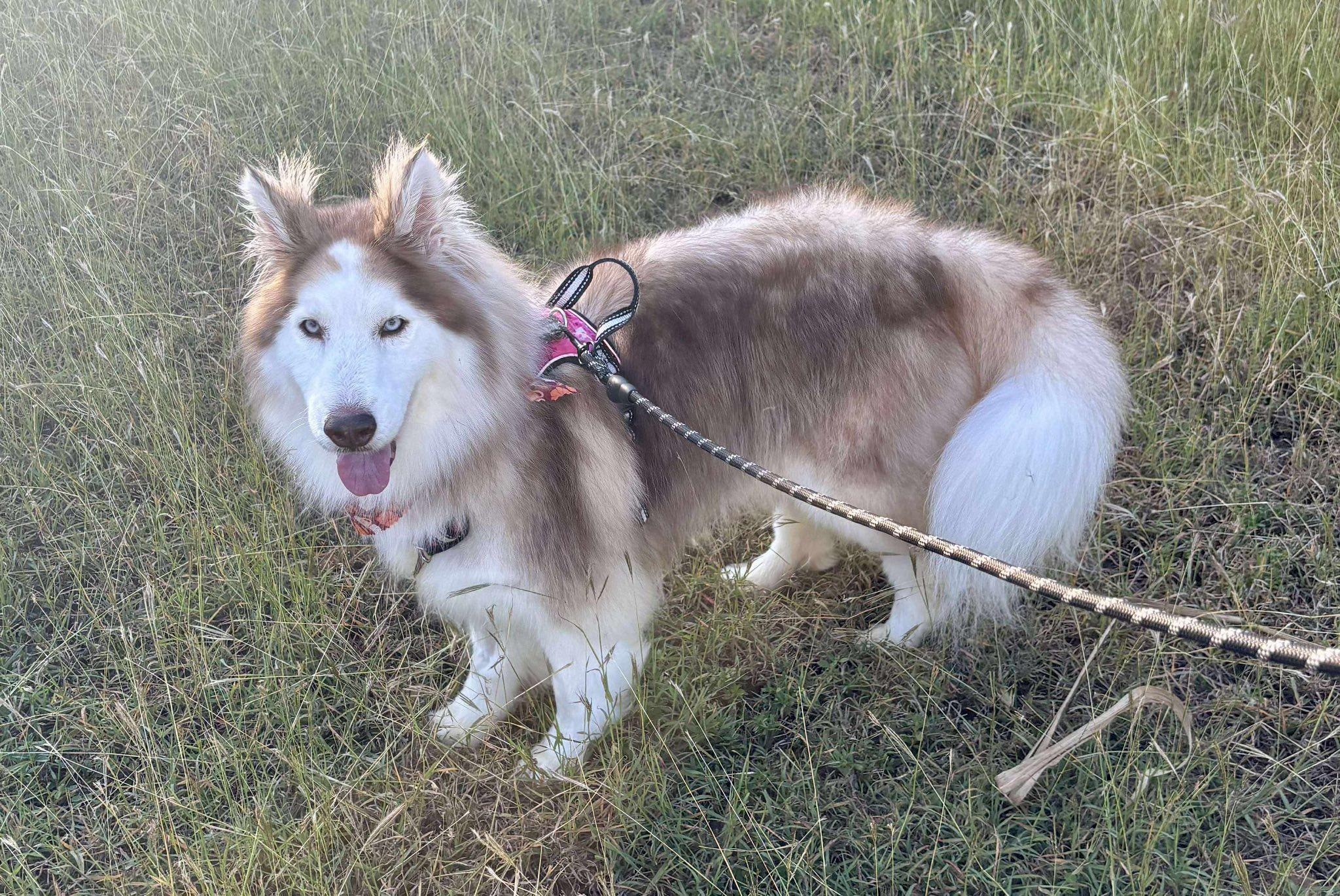 Enlarge Ginger, a Adoptable Siberian Husky in Lakeland, FL image 3/4