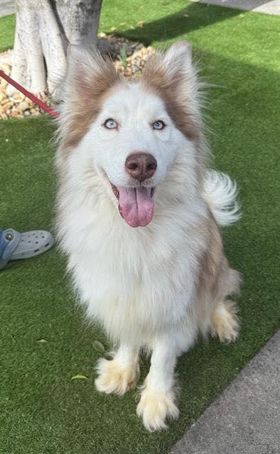 Enlarge Ginger, a Adoptable Siberian Husky in Lakeland, FL image 1/4