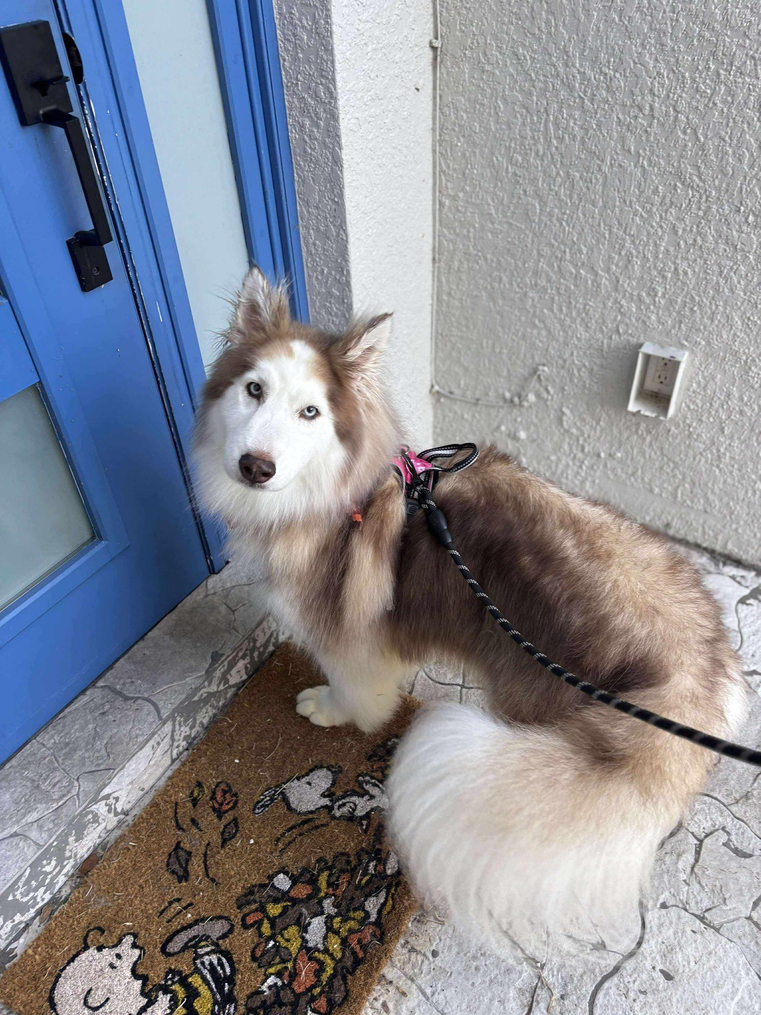 Enlarge Ginger, a Adoptable Siberian Husky in Lakeland, FL image 4/4