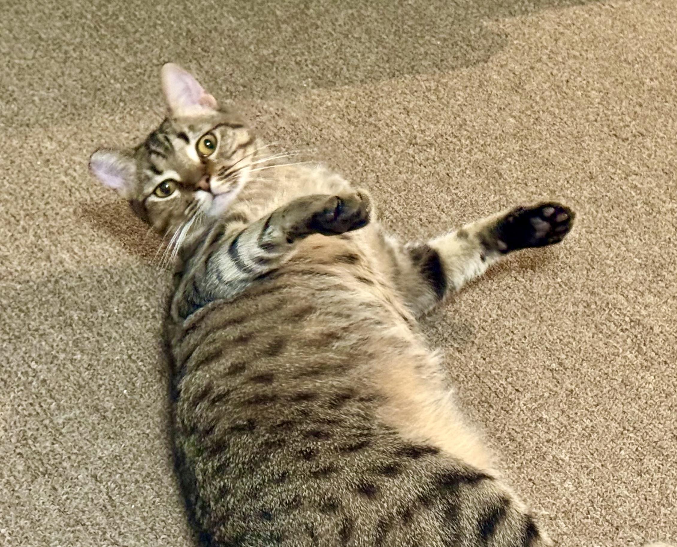 Crystal (F), a Adoptable American Shorthair in Los Angeles, CA image 1/6