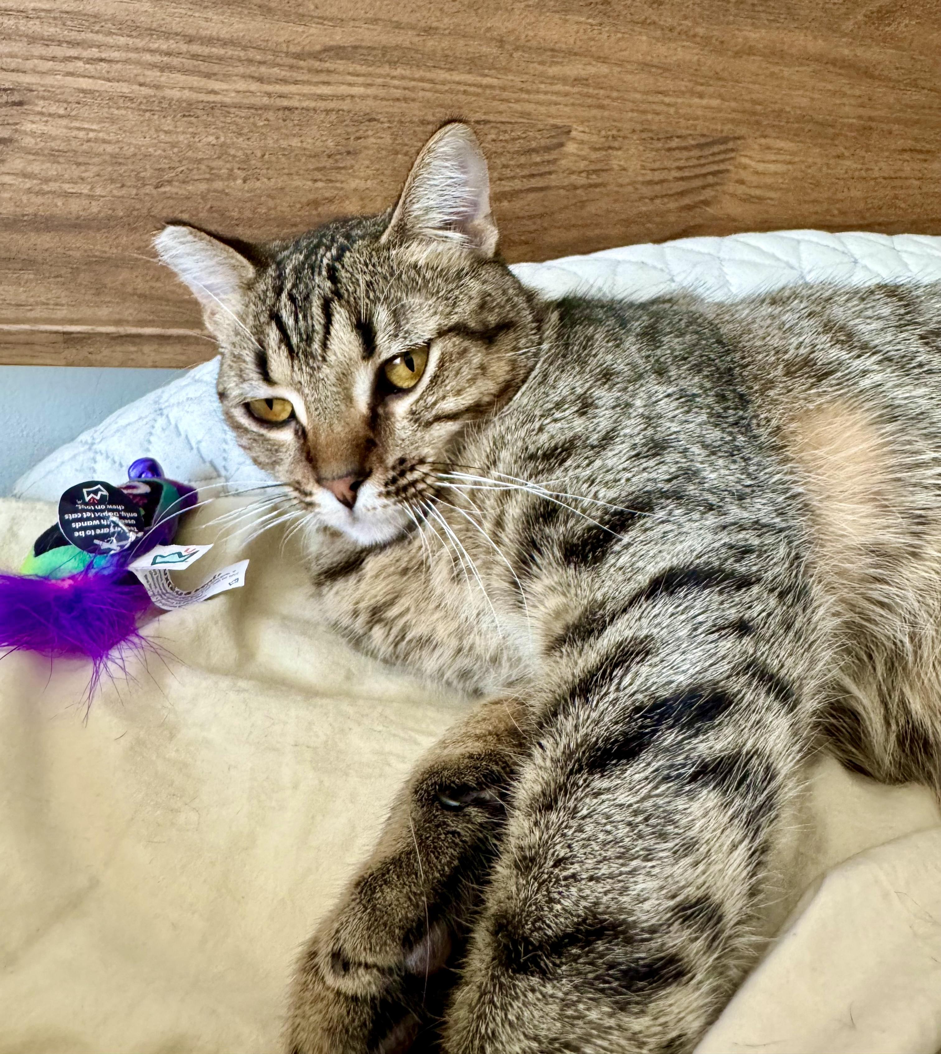 Crystal (F), a Adoptable American Shorthair in Los Angeles, CA image 4/6