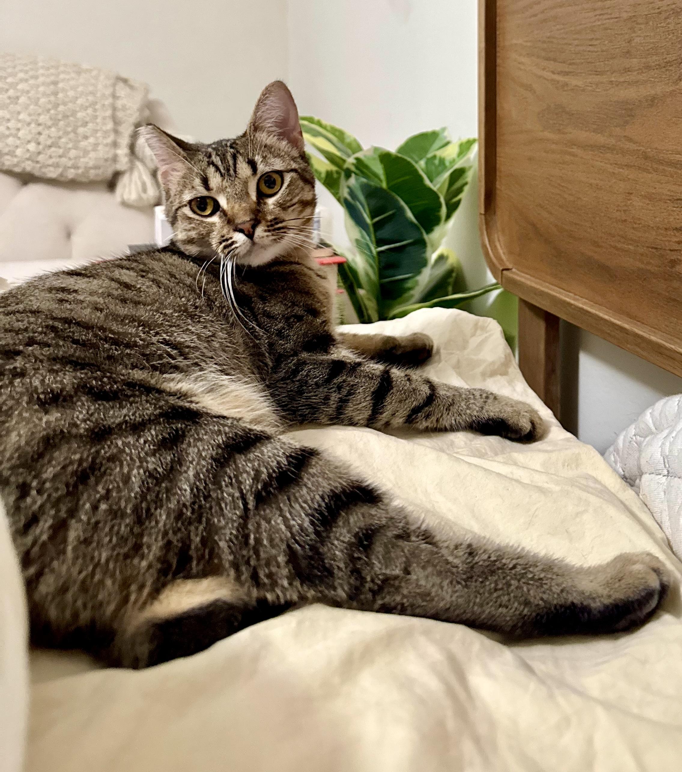 Crystal (F), a Adoptable American Shorthair in Los Angeles, CA image 5/6