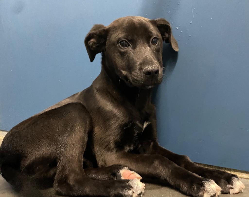Enlarge Blackberry, a Adoptable Mixed Breed in Henderson, NC image 1/1