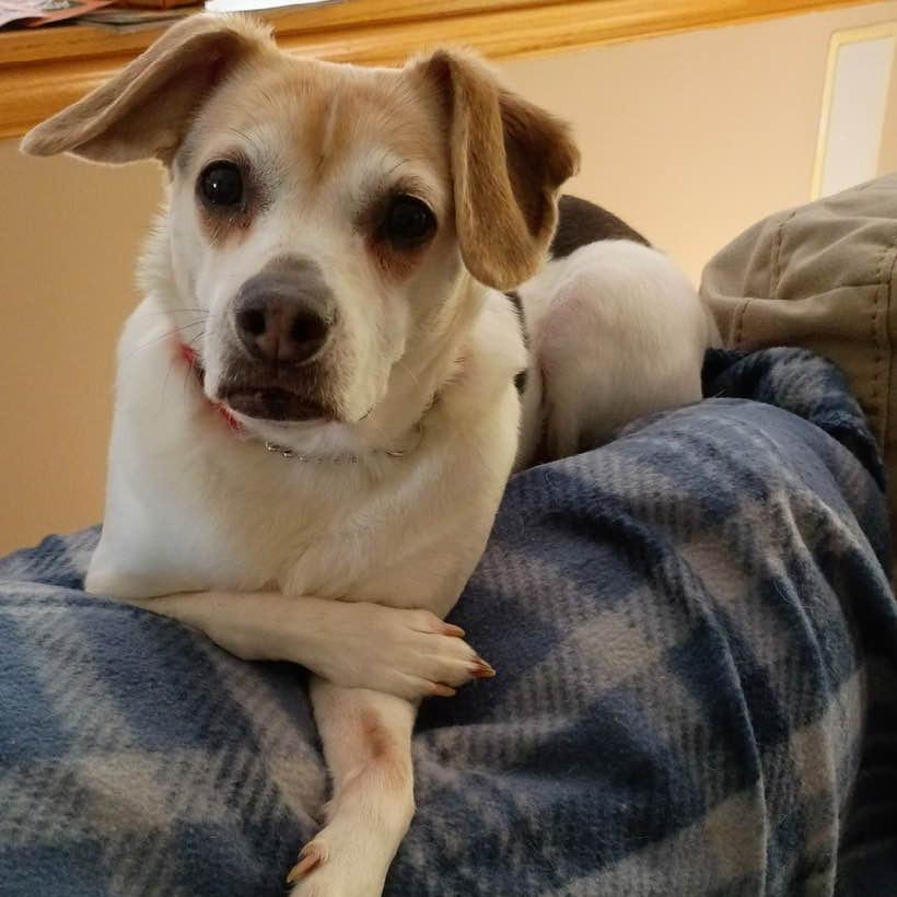 Missy, a Adoptable mixed breed in Middletown, OH image 1/2