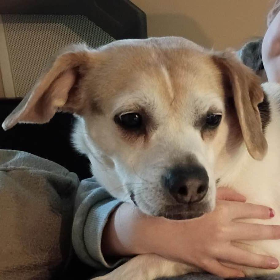 Missy, a Adoptable mixed breed in Middletown, OH image 2/2