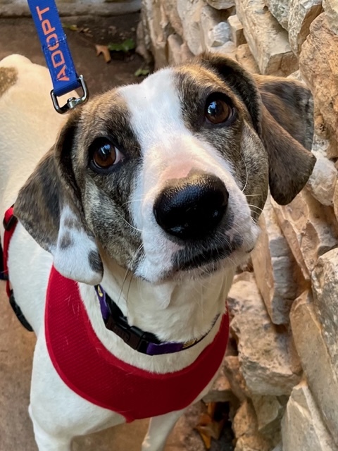Jenny, Adoptable, Young Female American Foxhound & Jack Russell Terrier.