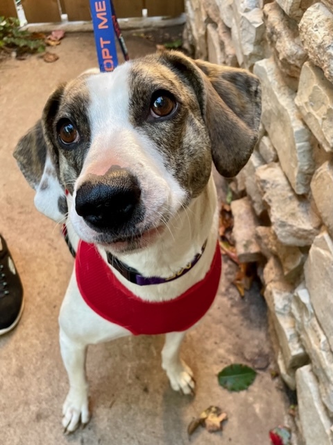 Jenny, a Adoptable mixed breed in Belleville, NJ image 2/3