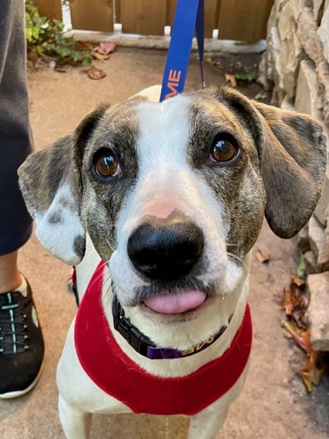 Jenny, a Adoptable mixed breed in Belleville, NJ image 3/3