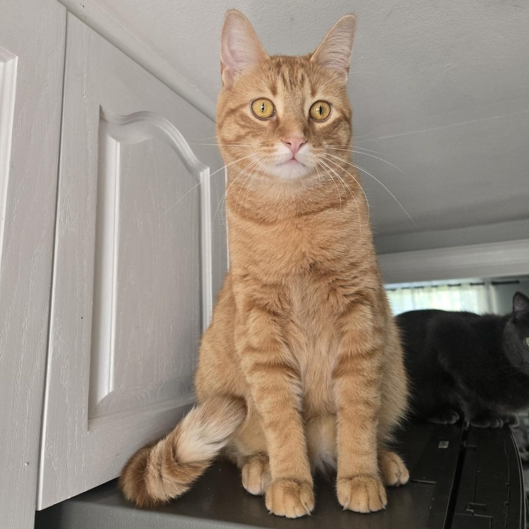 Enlarge Garfield, an adopted Domestic Short Hair in Mississauga, ON image 1/6