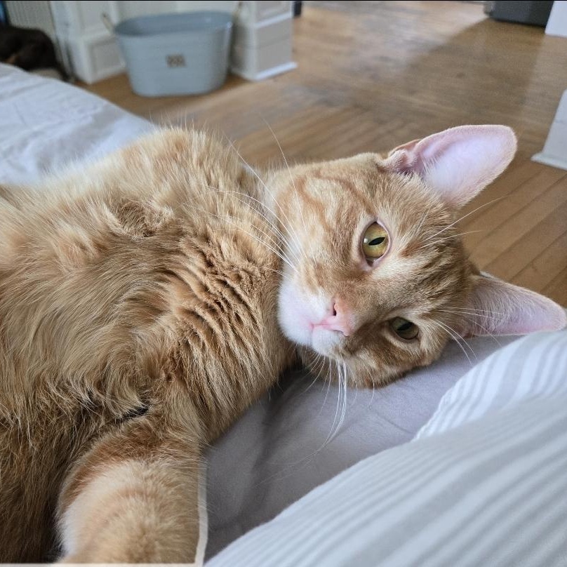 Enlarge Garfield, an adopted Domestic Short Hair in Mississauga, ON image 6/6