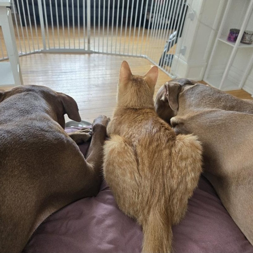 Enlarge Garfield, an adopted Domestic Short Hair in Mississauga, ON image 5/6