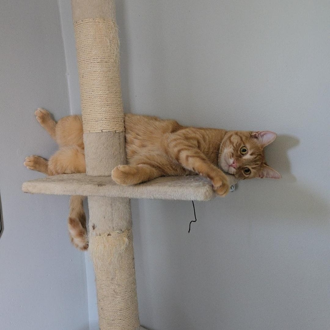 Enlarge Garfield, an adopted Domestic Short Hair in Mississauga, ON image 3/6