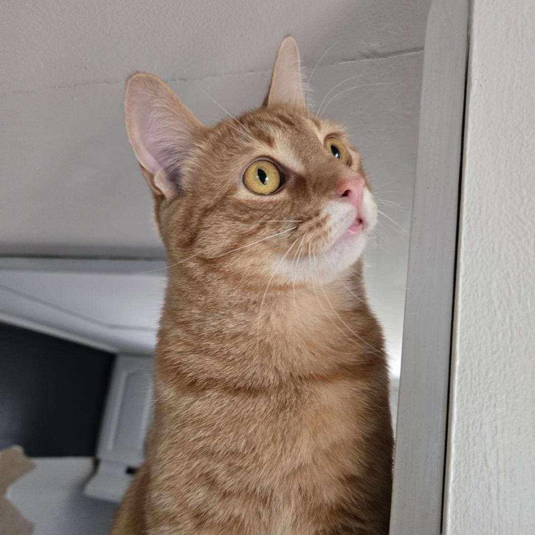 Enlarge Garfield, an adopted Domestic Short Hair in Mississauga, ON image 2/6