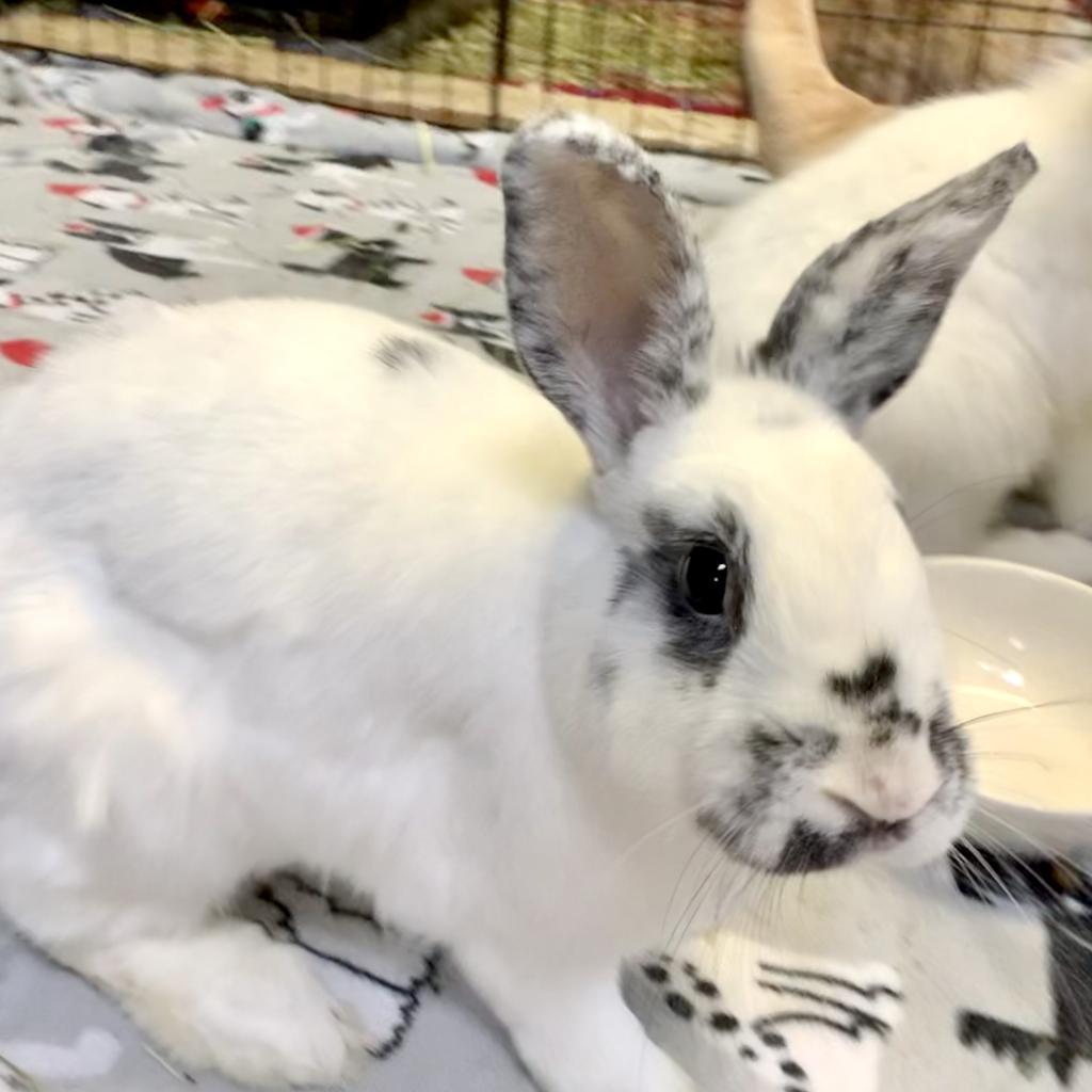 Enlarge Ava, a Adoptable English Spot in Kennesaw, GA image 2/4